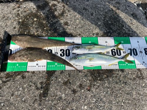 マゴチの釣果