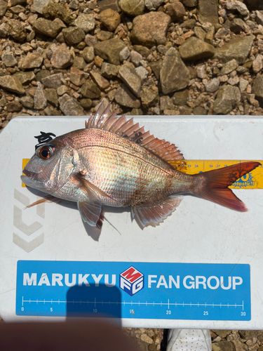 マダイの釣果