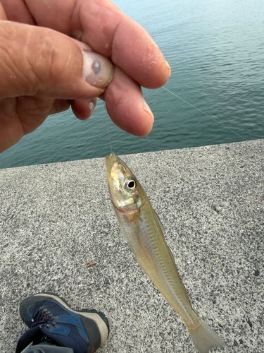 キスの釣果