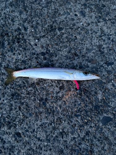 カマスの釣果