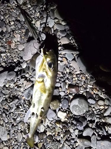シロサバフグの釣果