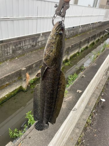 愛知県で釣れたライギョの釣り・釣果情報 - アングラーズ | 釣果600万