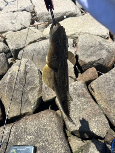 コチの釣果