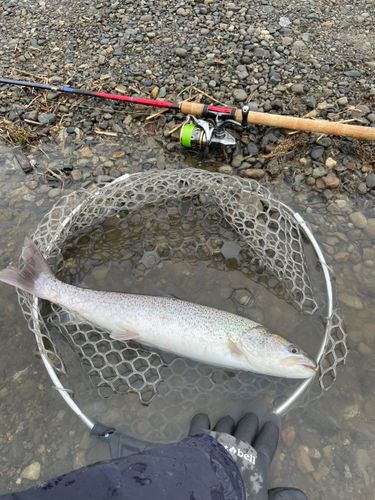イトウの釣果