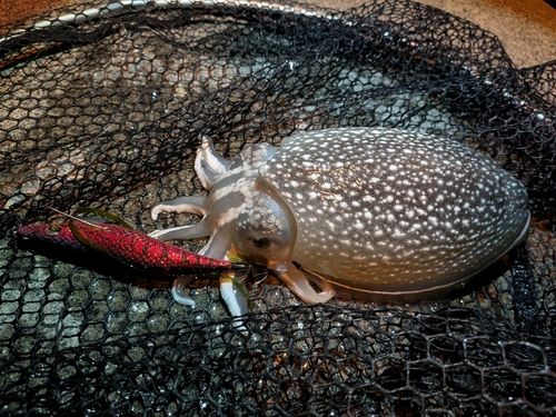 シリヤケイカの釣果