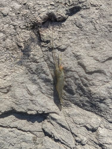 テナガエビの釣果