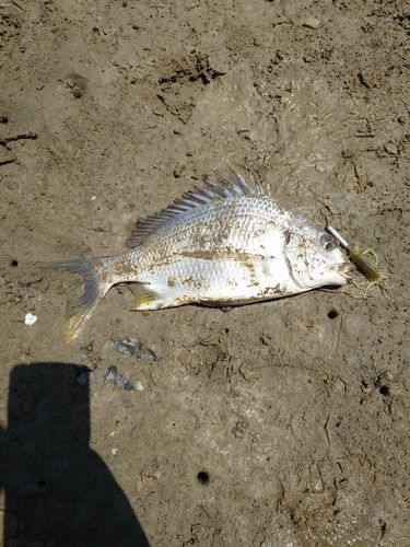 キビレの釣果