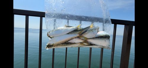 サッパの釣果