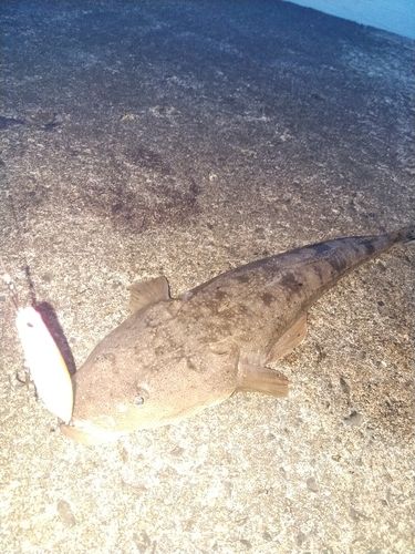 マゴチの釣果