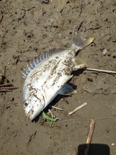 キビレの釣果