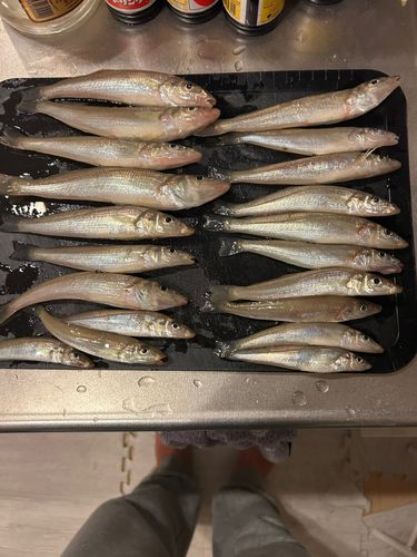 キスの釣果