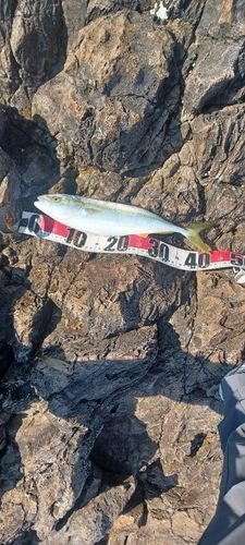 イナダの釣果