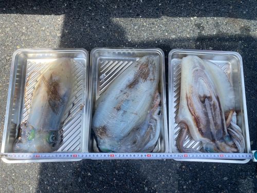 アオリイカの釣果