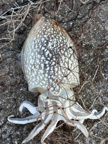 コウイカの釣果