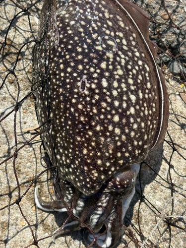 コウイカの釣果