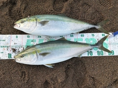 ブリの釣果