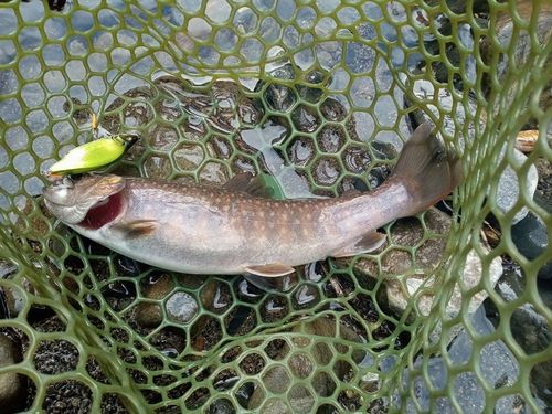 イワナの釣果