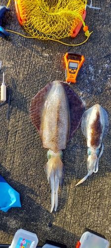 アオリイカの釣果