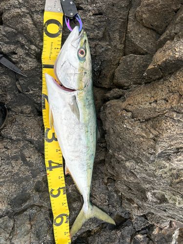 ワラサの釣果