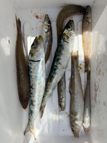 シロギスの釣果
