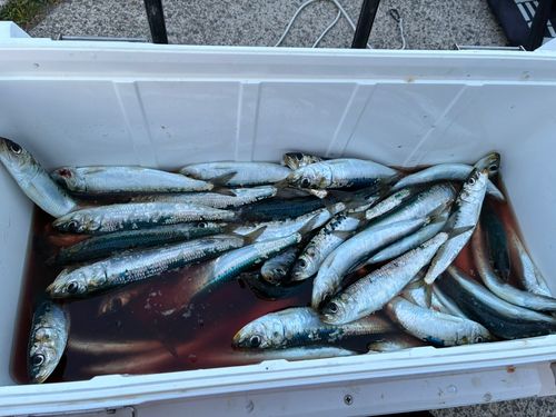 イワシの釣果