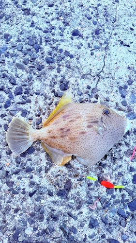 カワハギの釣果