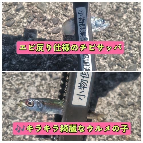 ウルメイワシの釣果