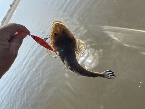 マゴチの釣果