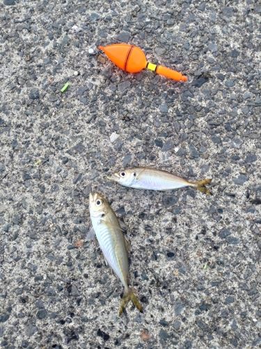 マアジの釣果