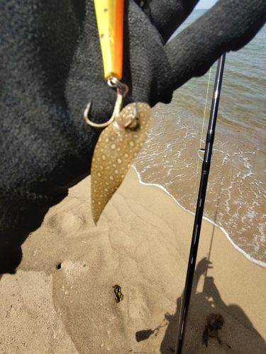 シタビラメの釣果