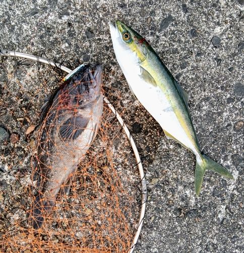 クロソイの釣果