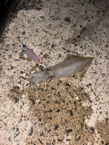 ケンサキイカの釣果