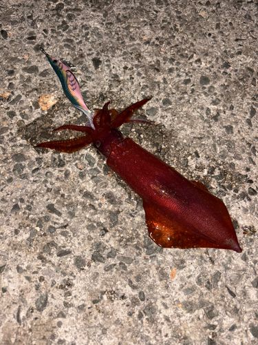 ケンサキイカの釣果