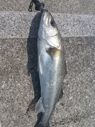 セイゴ（タイリクスズキ）の釣果
