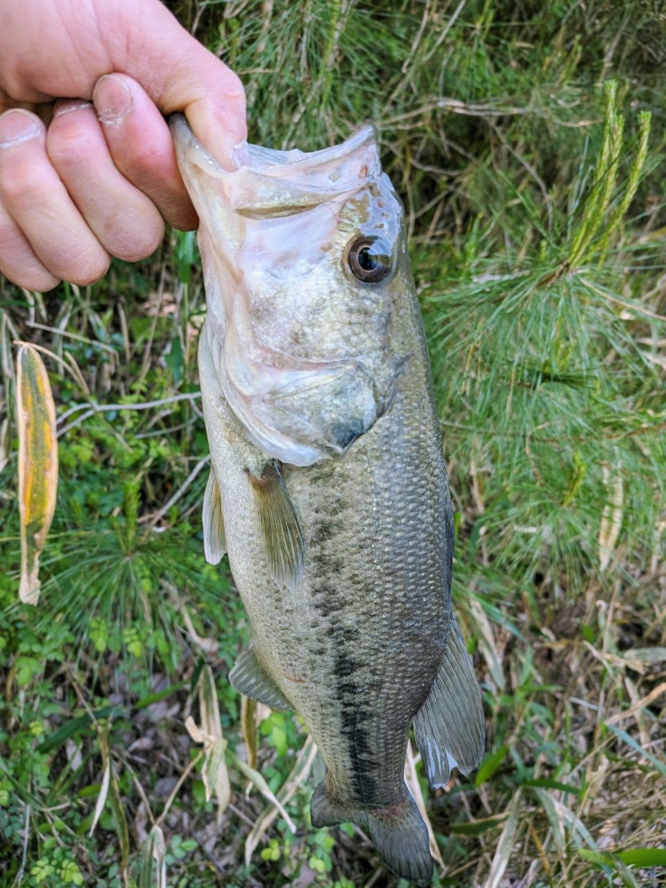 ブラックバスの釣果写真