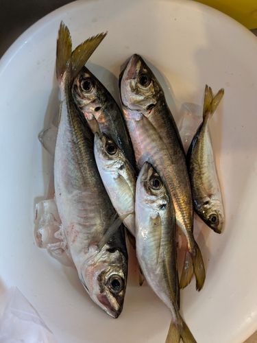 マアジの釣果