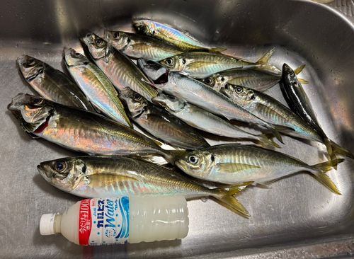 マアジの釣果
