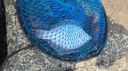 クロガシラガレイの釣果