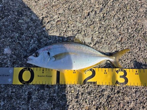 シマアジの釣果