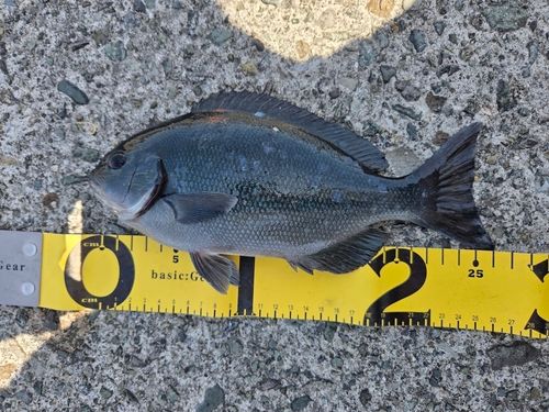 グレの釣果