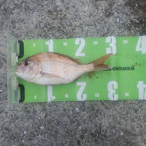 マダイの釣果