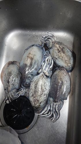 イカの釣果