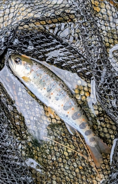 アマゴの釣果