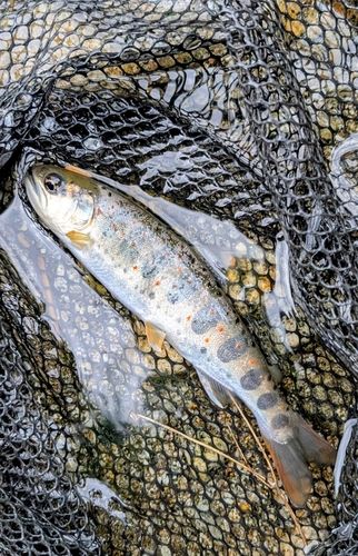 アマゴの釣果