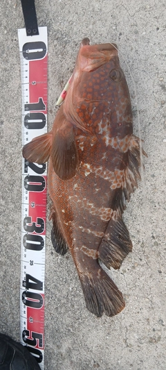 アコウの釣果