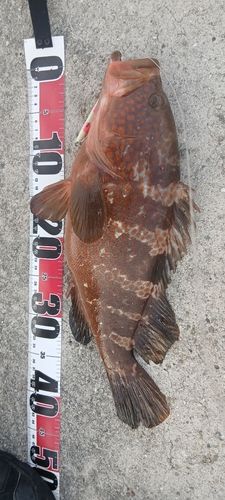 アコウの釣果