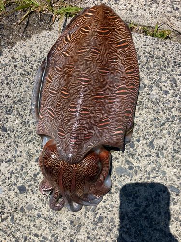 モンゴウイカの釣果