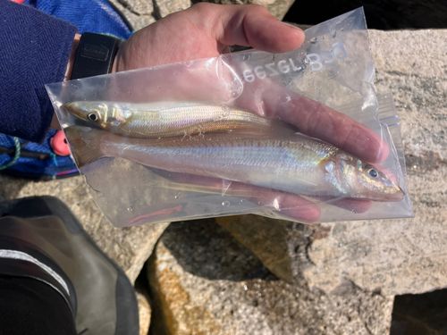キスの釣果