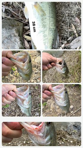 ブラックバスの釣果