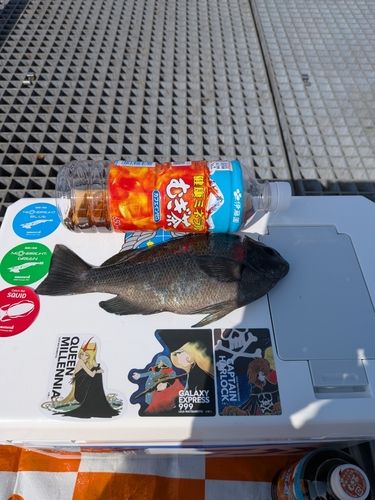グレの釣果